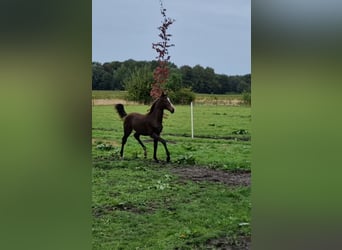 KWPN, Stallion, Foal (04/2024), 16,2 hh, Bay-Dark