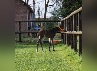 KWPN, Stallion, Foal (04/2024), 16,2 hh, Bay-Dark