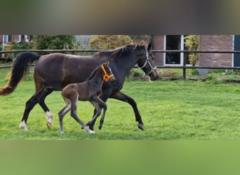 KWPN, Stallion, Foal (04/2024), 16,2 hh, Bay-Dark