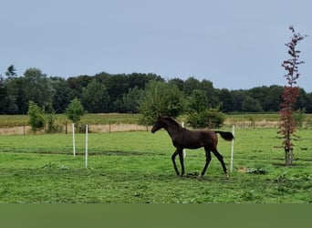 KWPN, Stallion, Foal (04/2024), 16,2 hh, Bay-Dark