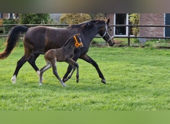 KWPN, Stallion, Foal (04/2024), 16,2 hh, Bay-Dark