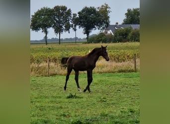 KWPN, Stallion, Foal (04/2024), 16,2 hh, Bay-Dark