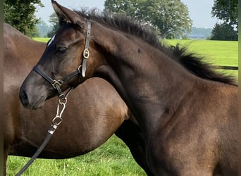 KWPN, Stallion, Foal (02/2024), 16,2 hh, Black