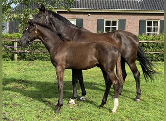 KWPN, Stallion, Foal (02/2024), 16,2 hh, Black