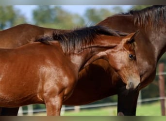 KWPN, Hengst, Fohlen (03/2024), 16,2 hh, Brauner