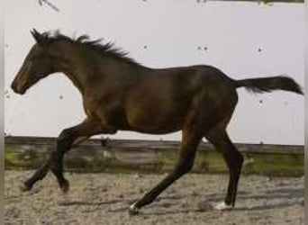 KWPN, Stallion, , 16,2 hh, Chestnut-Red