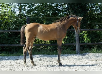 KWPN, Stallion, Foal (04/2026), 16.2 hh