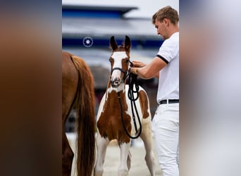 KWPN, Stallion, Foal (05/2026), 16.2 hh, Overo-all-colors