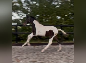 KWPN, Stallion, Foal (06/2025), 16.2 hh, Pinto