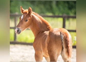 KWPN, Stallion, , 16.3 hh, Brown