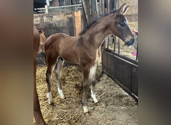 KWPN, Stallion, , 16.3 hh, Brown