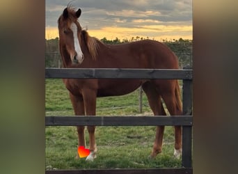 KWPN, Stallion, , 16.3 hh, Brown
