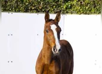 KWPN, Stallion, , 16 hh, Chestnut-Red