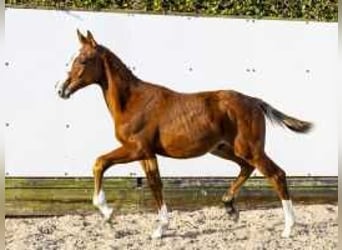 KWPN, Stallion, , 16 hh, Chestnut-Red