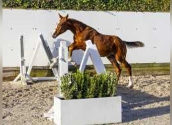 KWPN, Stallion, , 16 hh, Chestnut-Red