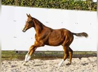 KWPN, Stallion, , 16 hh, Chestnut-Red