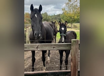 KWPN, Stallion, Foal (06/2024), 16 hh, Smoky-Black