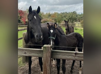 KWPN, Stallion, Foal (06/2024), 16 hh, Smoky-Black