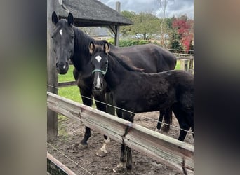 KWPN, Stallion, Foal (06/2024), 16 hh, Smoky-Black