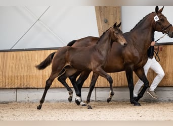 KWPN, Stallion, Foal (03/2025), 16,1 hh, Bay-Dark