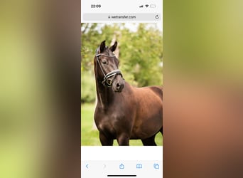 KWPN, Stallion, Foal (03/2025), 16,1 hh, Brown