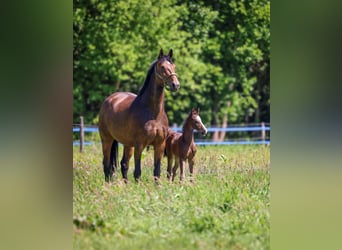 KWPN, Stallion, Foal (04/2025), 16,1 hh, Smoky-Black