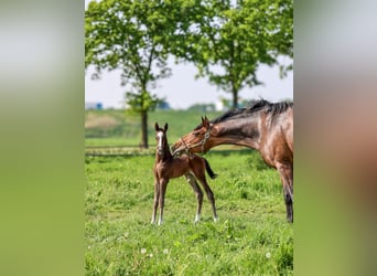 KWPN, Stallion, Foal (04/2025), 16,1 hh, Smoky-Black