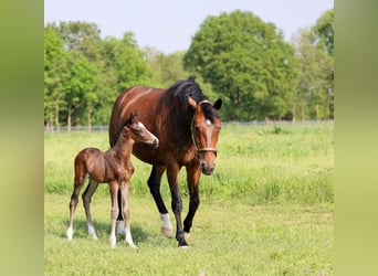 KWPN, Stallion, Foal (04/2025), 16,1 hh, Smoky-Black