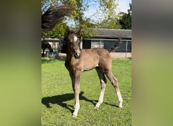 KWPN Mix, Stallion, , 16,2 hh, Bay-Dark