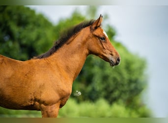 KWPN, Stallion, Foal (05/2025), 16,2 hh, Brown