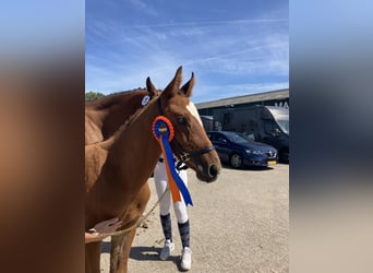 KWPN, Stallion, Foal (05/2025), 16,2 hh, Brown