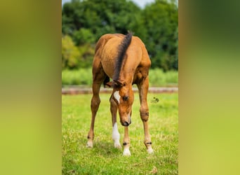 KWPN, Stallion, Foal (05/2025), 16,2 hh, Brown