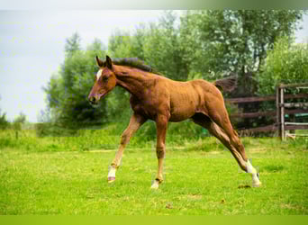 KWPN, Stallion, Foal (05/2025), 16,2 hh, Brown
