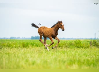 KWPN, Stallion, Foal (05/2025), 16,2 hh, Brown