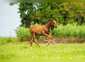 KWPN, Stallion, Foal (05/2025), 16,2 hh, Brown