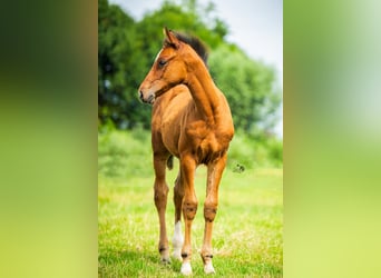 KWPN, Stallion, Foal (05/2025), 16,2 hh, Brown