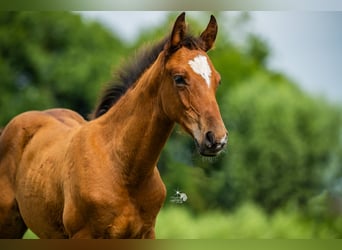KWPN, Stallion, Foal (05/2025), 16,2 hh, Brown