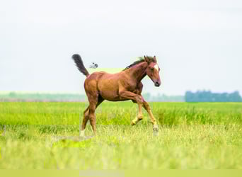 KWPN, Stallion, Foal (05/2025), 16,2 hh, Brown
