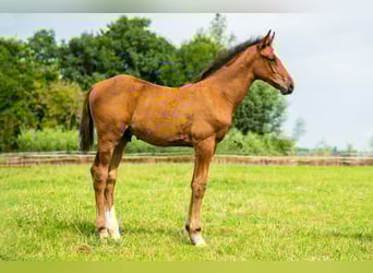 KWPN, Stallion, Foal (05/2025), 16,2 hh, Brown