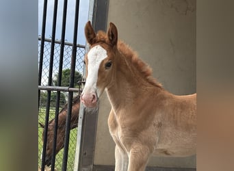 KWPN Mix, Stallion, , 16,2 hh, Chestnut-Red