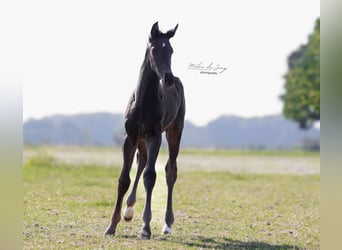 KWPN, Stallion, , 16,2 hh, Smoky-Black
