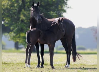 KWPN, Stallion, , 16,2 hh, Smoky-Black