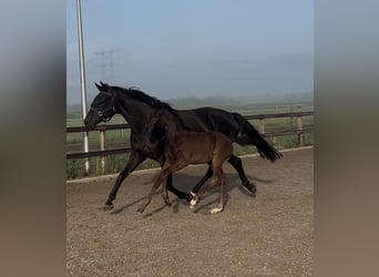 KWPN, Stallion, Foal (05/2025), 16,2 hh, Smoky-Black