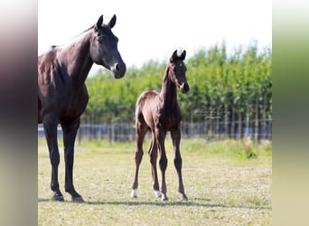 KWPN, Stallion, , 16,2 hh, Smoky-Black