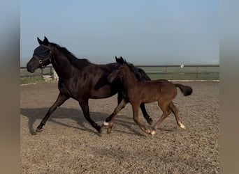 KWPN, Stallion, Foal (05/2025), 16,2 hh, Smoky-Black