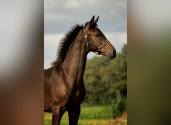 KWPN, Stallion, Foal (04/2024), 17 hh, Bay-Dark