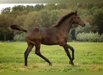 KWPN, Stallion, Foal (04/2024), 17 hh, Bay-Dark