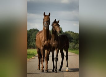 KWPN, Stallion, Foal (04/2024), 17 hh, Bay-Dark