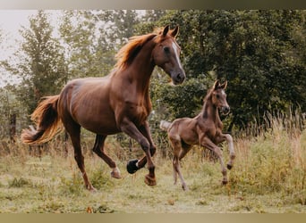 KWPN, Stallion, Foal (01/2025), 17 hh, Black