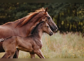 KWPN, Stallion, Foal (01/2025), 17 hh, Black